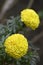 Tagetes or marigold flowers, ganda flowers in Bengali language, growing in Howrah, West Bengal, India