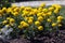 Tagetes or marigold with yellow flowers