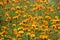 Tagetes marigolds flowers meadow