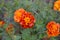 Tagetes. Marigolds. Tagetes erecta. Summer day. Flower bed. Yellow sunny flowers