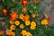 Tagetes. Marigolds. Tagetes erecta. Summer day. Flower bed. Yellow sunny flowers