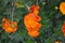 Tagetes. Marigolds. Tagetes erecta. Summer day. Flower bed. Yellow sunny flowers