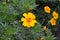 Tagetes. Marigolds. Tagetes erecta. Summer day. Flower bed. Yellow sunny flowers