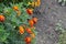 Tagetes. Marigolds. Tagetes erecta. Summer day. Flower bed. Yellow sunny flowers