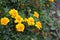 Tagetes. Marigolds. Tagetes erecta. Summer day. Flower bed. Yellow sunny flowers