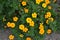 Tagetes. Marigolds. Tagetes erecta. Summer day. Flower bed. Yellow sunny flowers