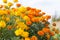 Tagetes patula french marigold in bloom,