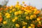 Tagetes patula french marigold in bloom,