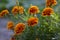 Tagetes patula french marigold bright yellow orange red flowering plant, ornamental petal safari scarlet flowers in bloom