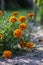 Tagetes patula french marigold bright yellow orange red flowering plant, ornamental petal safari scarlet flowers in bloom