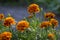 Tagetes patula french marigold bright yellow orange red flowering plant, ornamental petal safari scarlet flowers in bloom