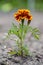 Tagetes patula french marigold bright yellow orange red flowering plant, ornamental petal safari scarlet flowers in bloom