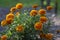 Tagetes patula french marigold bright yellow orange red flowering plant, ornamental petal safari scarlet flowers in bloom