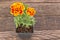 Tagetes patula - French marigold flower on wooden background