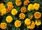 Tagetes patula, French marigolds.