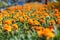 Tagetes Patula Orange