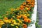 Tagetes patula, orange flowers in flowerbed along way