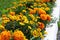 Tagetes patula, orange flowers in flowerbed along way. Selective focus