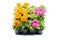 Tagetes and petunia flower tray box on white isolated background