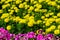 Tagetes, Petunia, Petunia atkinsiana.