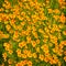 Tagetes tenuifolia flowers background