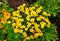 Tagetes tenuifolia Lemon Gem variety Mexican golden Marigold yellow flowers with orange core in summer cottage garden