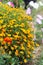 Tagetes tenuifolia, the signet marigold or golden marigold
