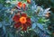Tagetes tenuifolia, the signet marigold or golden marigold. Flowers