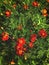 Tagetes tenuifolia, the signet marigold or golden marigold. Flowers