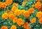 Tagetes, a variety of flowers Bonanza Deep Orange, symbol of health and longevity