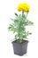Tagetes yellow flower in pot isolated on white