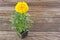 Tagetes yellow flower in pot on wooden background