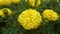 Tagetes. Yellow flowers.