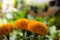 Tagetes Yellow marigold in the garden