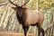 Tagged Bull Elk Looks At Camera