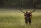 Tagged Bull Elk Pauses To Look Up While Grazing