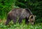 Tagged female brown bear