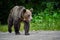 Tagged female brown bear