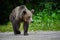 Tagged female brown bear