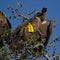 Tagged white backed vulture in the Kruger Park