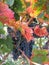 Tags of ripened grapes growing in a winery in Napa Valley