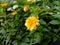 tahi ayam flower or saliara or tembelekan or Lantana camara which is white with yellow in the middle