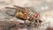 a tahina fly sitting on a fallen tree is shot close-up