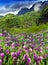 Tahiti. lupines Flower field and mountain