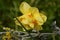 Tahiti narcissus or daffodil flower in yellow and orange