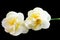 Tahiti Narcissus isolated on black background, daffodil