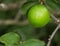 Tahitian or Persian Lime fruit growing in plantation in Kauai