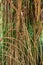 Tahitian screwpine a.k.a. hala tree Pandanus tectorius aerial prop roots - Florida, USA