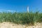 Tahkuna lighthouse through sedge grass