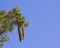 Tahoe\'s sugar pine cones on blue sky bakground